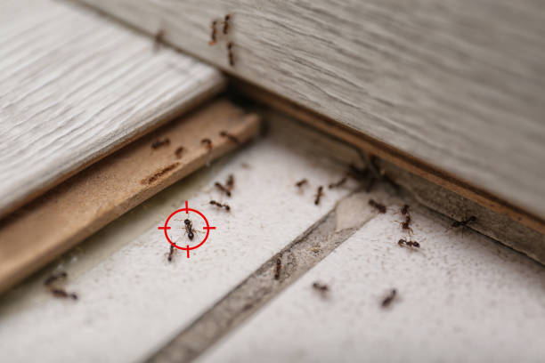 Best Residential Pest Control  in Shiloh, PA